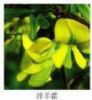 Epimedium Extract